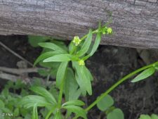 SMALL-FLOWERED CROWFOOT