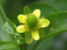 CELERY-LEAVED CROWFOOT