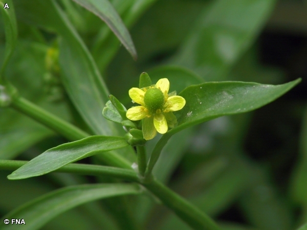 CELERY-LEAVED CROWFOOT