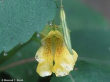 PALE JEWELWEED