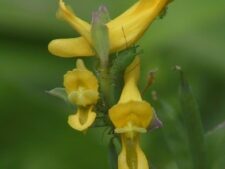 SLENDER FUMEWORT