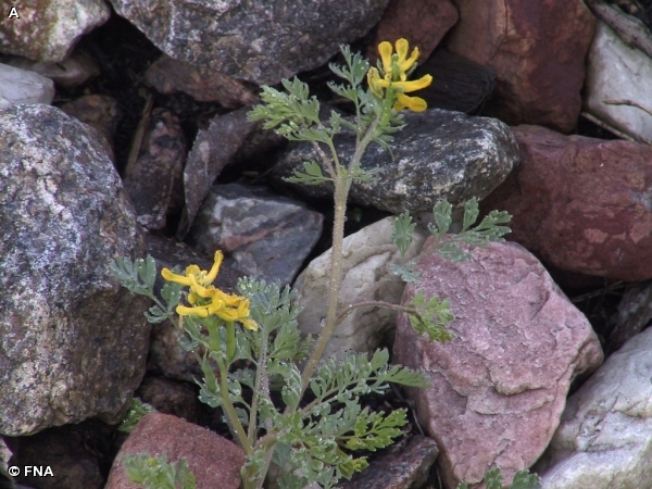 SLENDER FUMEWORT