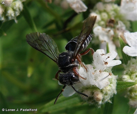 MODEST CUCKOO-LEAF-CUTTER BEE