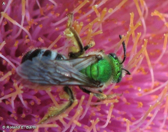 BICOLORED STRIPED SWEAT BEE