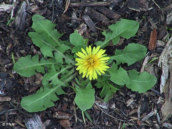 DANDELION