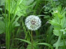 DANDELION