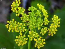 GOLDEN ALEXANDERS