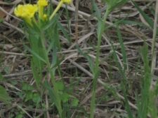 FRINGED PUCCOON