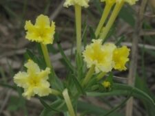 FRINGED PUCCOON