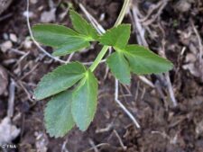 GOLDEN ALEXANDERS