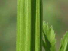 WILD PARSNIP