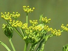 WILD PARSNIP