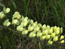 PLAINS WILD INDIGO