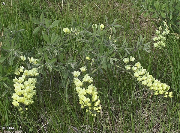 PLAINS WILD INDIGO