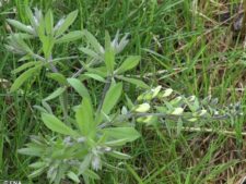 PLAINS WILD INDIGO