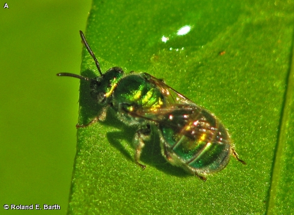 AUGOCHLOROPSIS SP.