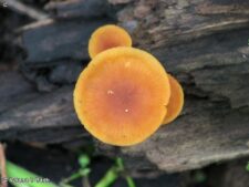 UNKNOWN GILLED MUSHROOMS