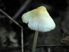 UNKNOWN GILLED MUSHROOMS