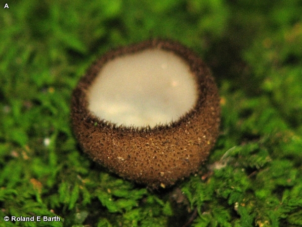 BROWN-HAIRED WHITE CUP FUNGUS
