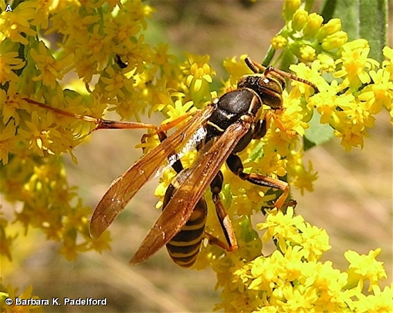 NORTHERN PAPER WASP