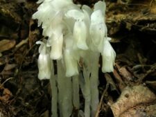 INDIAN PIPE
