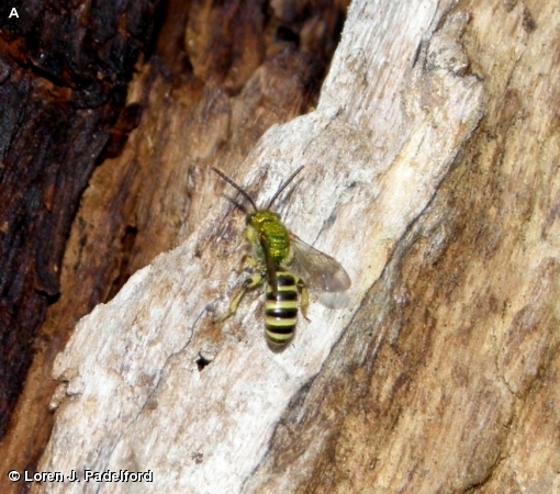 AGAPOSTEMON SP.