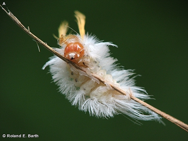 SYCAMORE TUSSOCK MOTH