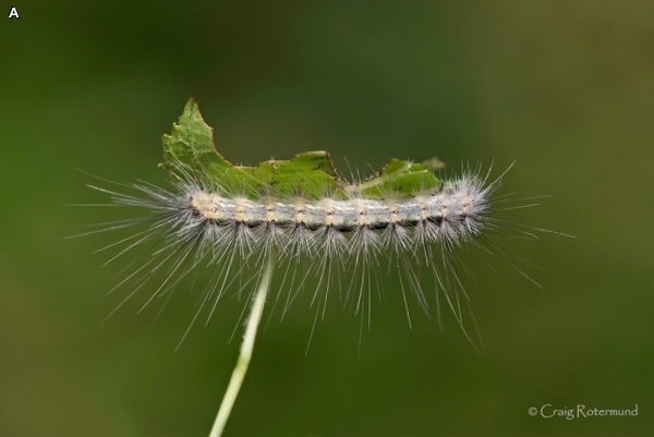 FALL WEBWORM MOTH