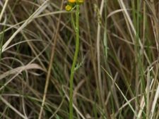 PRAIRIE RAGWORT