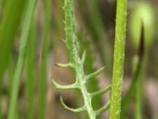 PRAIRIE RAGWORT