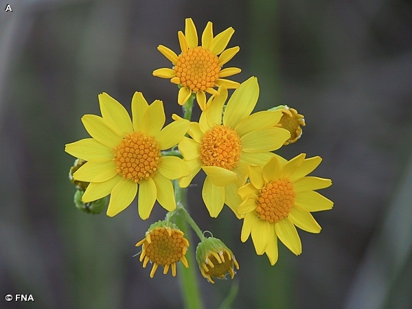 PRAIRIE RAGWORT