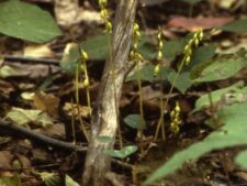 LATE CORAL-ROOT