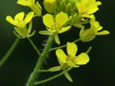 TALL HEDGE MUSTARD