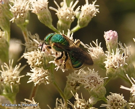 AGAPOSTEMON SERICEUS