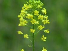 TALL HEDGE MUSTARD