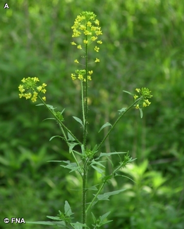 TALL HEDGE MUSTARD