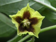 COMMON GROUND CHERRY