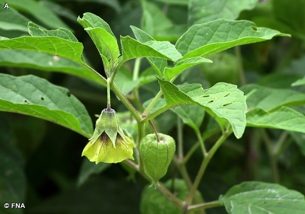 COMMON GROUND CHERRY