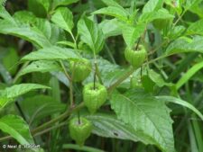 COMMON GROUND CHERRY