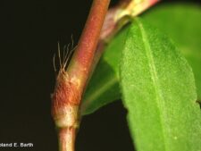 DOTTED SMARTWEED