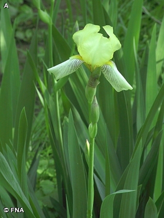 BEARDED IRIS