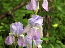 BEARDED IRIS