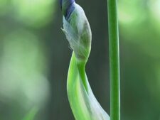 BEARDED IRIS