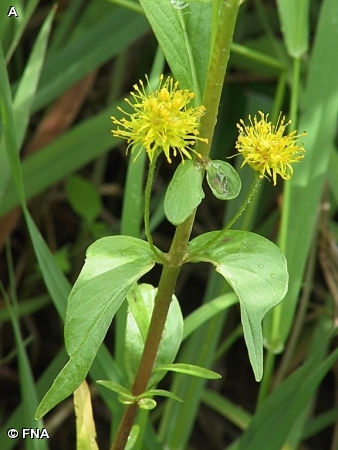 TUFTED LOOSESTRIFE