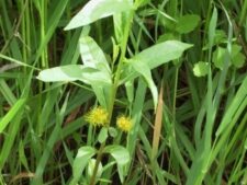 TUFTED LOOSESTRIFE