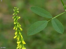 YELLOW SWEET CLOVER