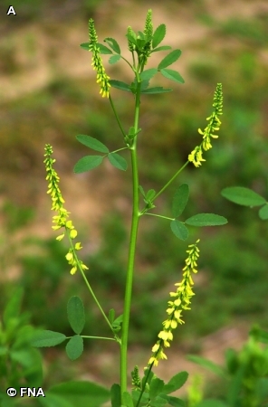 YELLOW SWEET CLOVER