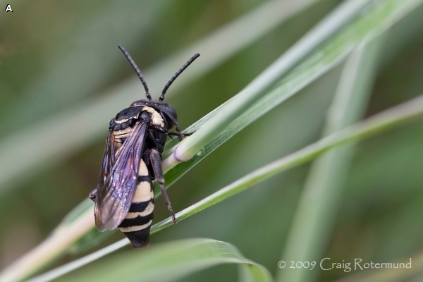 TRIEPEOLUS CUCKOO BEE