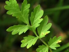 BUSHY CINQUEFOIL