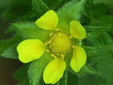 NORWEGIAN CINQUEFOIL